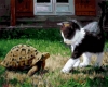 Котенок и черепаха