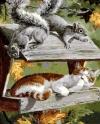 Кот в кормушке
